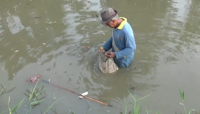 Diduga Limbah Pabrik Tapioka Cemari Sungai Teluk Mengkudu, Ikan Mati Massal