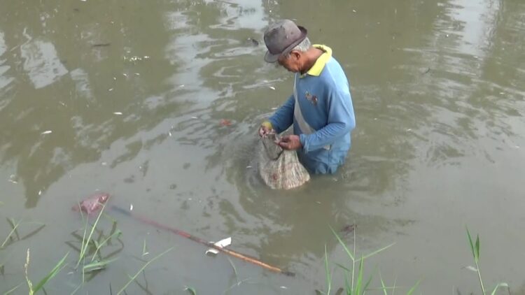 Diduga Limbah Pabrik Tapioka Cemari Sungai Teluk Mengkudu, Ikan Mati Massal
