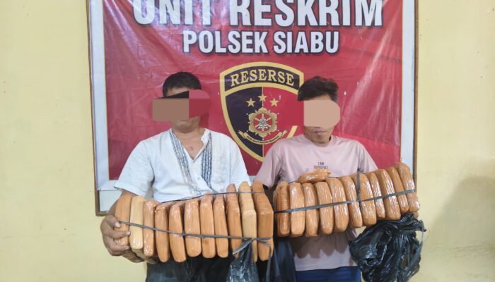 Polsek Siabu Amankan 22 Kg Ganja dan Dua Bandar di Panyabungan