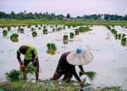 Ketahanan Pangan Cuma Slogan, Petani Madika Dibiarkan Tanpa Pupuk