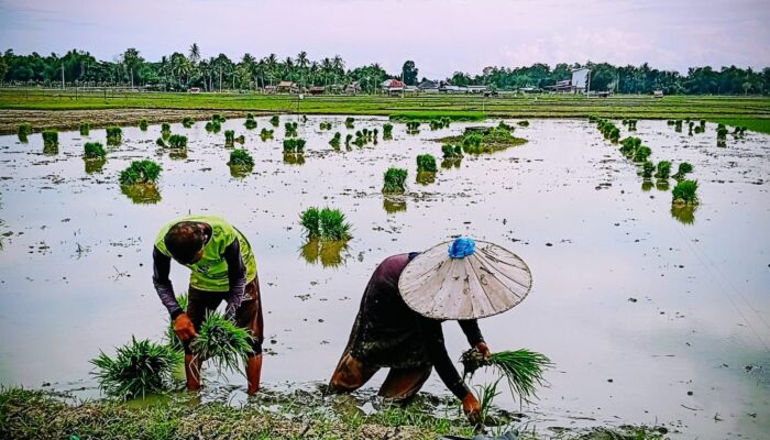 Ketahanan Pangan Cuma Slogan, Petani Madika Dibiarkan Tanpa Pupuk