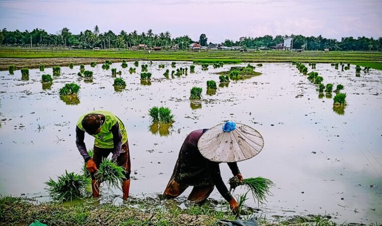 Ketahanan Pangan Cuma Slogan, Petani Madika Dibiarkan Tanpa Pupuk
