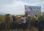 Kementan Normalisasi Irigasi, Petani Mardinding Kembali Panen