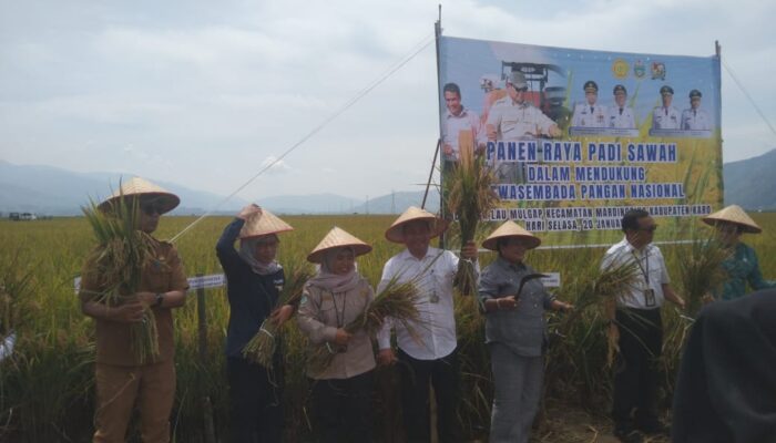Kementan Normalisasi Irigasi, Petani Mardinding Kembali Panen
