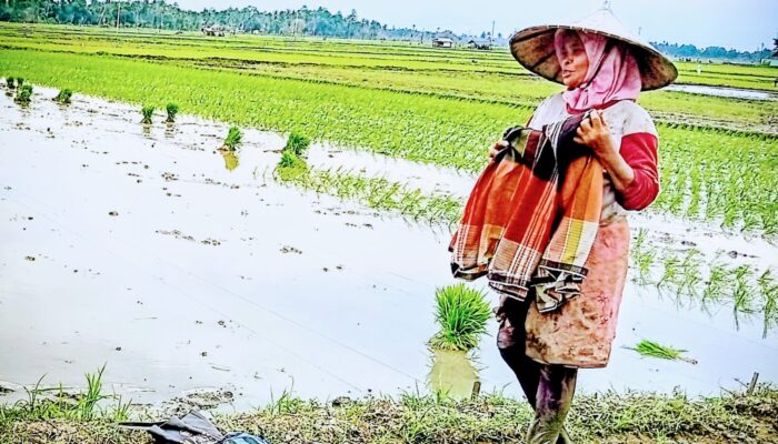 Krisis Pupuk Uji Serius TAPUGA Pidie