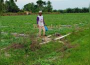 Areal Pembibitan Sawit PTPN IV Adolina Diduga Dialihfungsikan Jadi Kebun Semangka