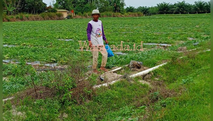 Areal Pembibitan Sawit PTPN IV Adolina Diduga Dialihfungsikan Jadi Kebun Semangka