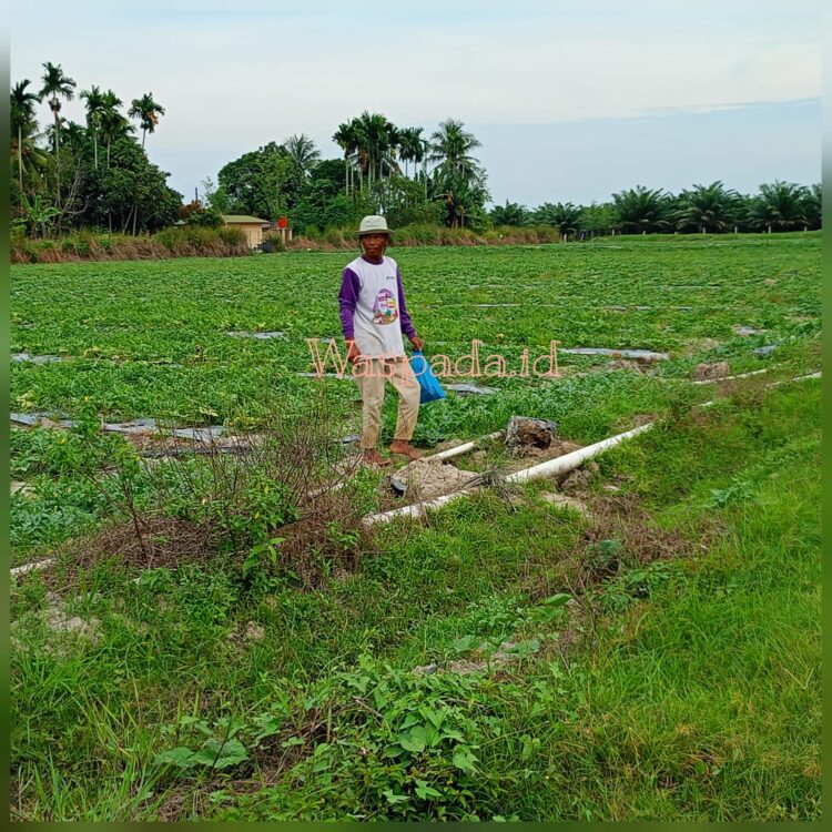 Areal Pembibitan Sawit PTPN IV Adolina Diduga Dialihfungsikan Jadi Kebun Semangka