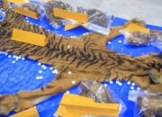 Kulit Harimau Rp80 Juta Seret Petani Aceh Tenggara ke Pengadilan