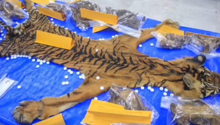 Kulit Harimau Rp80 Juta Seret Petani Aceh Tenggara ke Pengadilan
