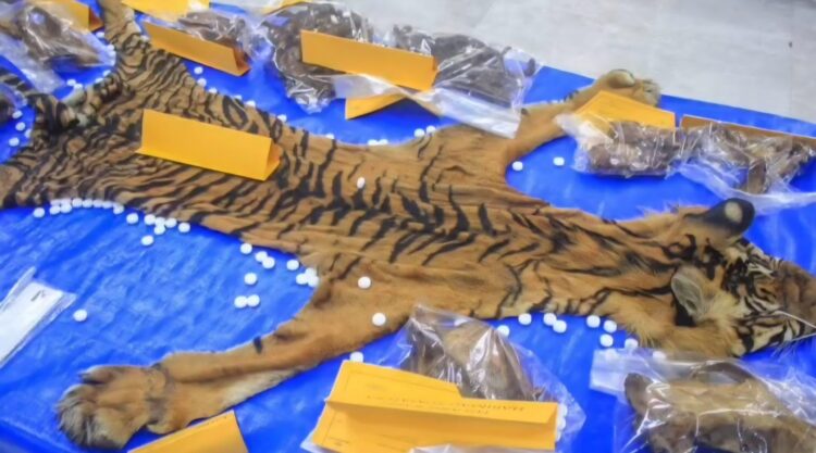 Kulit Harimau Rp80 Juta Seret Petani Aceh Tenggara ke Pengadilan