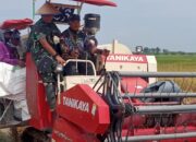 Yonif TP 852/ABY Deliserdang Panen Raya Padi