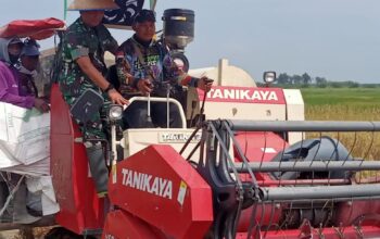 Yonif TP 852/ABY Deliserdang Panen Raya Padi