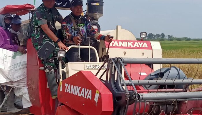 Yonif TP 852/ABY Deliserdang Panen Raya Padi