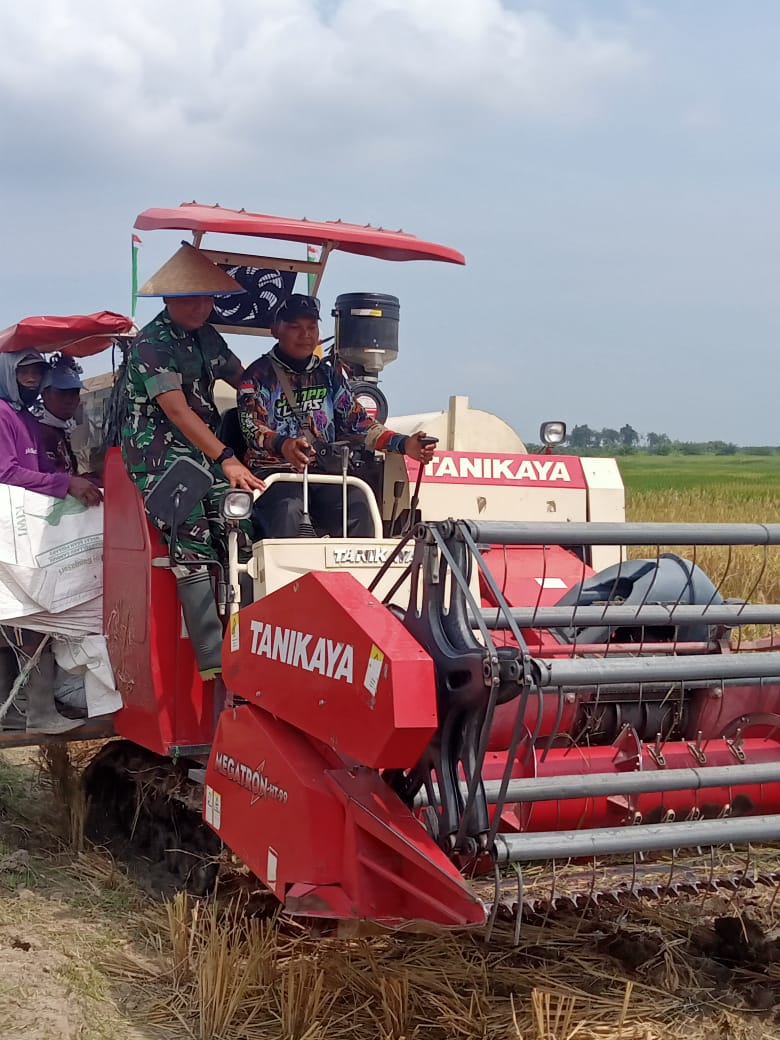 Yonif TP 852/ABY Deliserdang Panen Raya Padi
