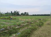 Ketua APPI Sumut: Tanpa Izin Kemitraan, Penanaman Semangka di PTPN IV Adolina Diduga Langgar Aturan