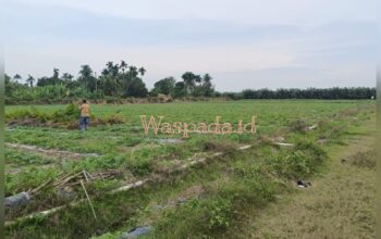 Ketua APPI Sumut: Tanpa Izin Kemitraan, Penanaman Semangka di PTPN IV Adolina Diduga Langgar Aturan