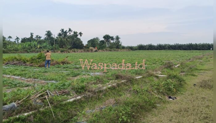 Ketua APPI Sumut: Tanpa Izin Kemitraan, Penanaman Semangka di PTPN IV Adolina Diduga Langgar Aturan
