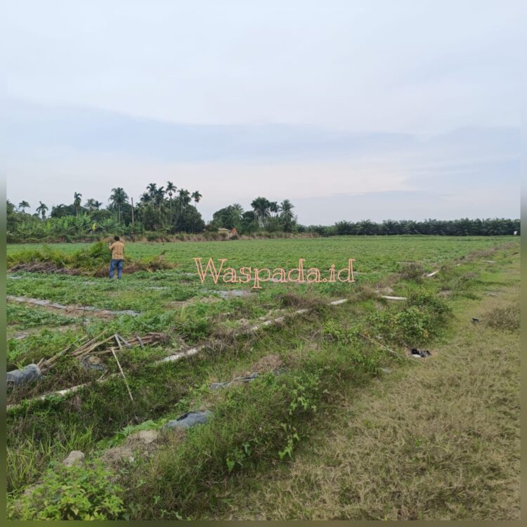 Ketua APPI Sumut: Tanpa Izin Kemitraan, Penanaman Semangka di PTPN IV Adolina Diduga Langgar Aturan