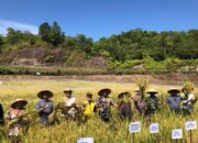 Panen Perdana Minapadi di Aceh Jaya Hasilkan Rp79,5 Juta, Optimalisasi Lahan dan Ketahanan Pangan