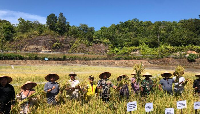Panen Perdana Minapadi di Aceh Jaya Hasilkan Rp79,5 Juta, Optimalisasi Lahan dan Ketahanan Pangan