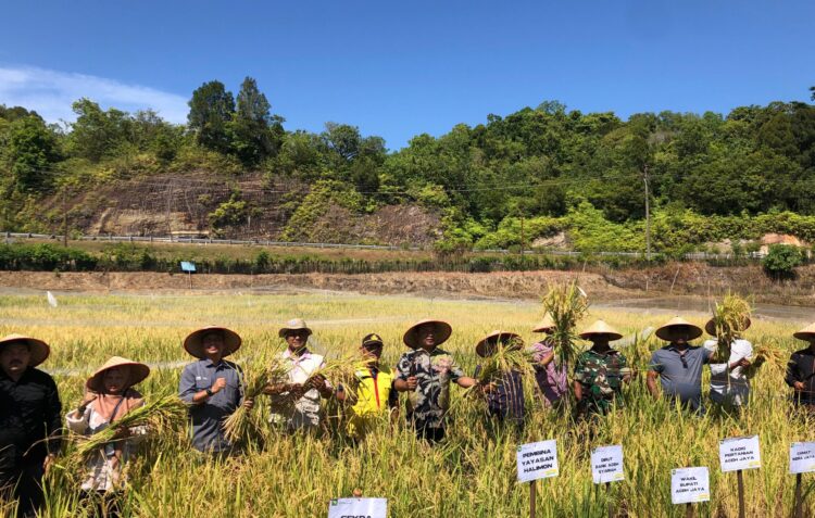 Panen Perdana Minapadi di Aceh Jaya Hasilkan Rp79,5 Juta, Optimalisasi Lahan dan Ketahanan Pangan