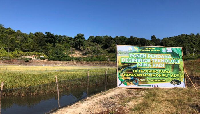 Udang Lokal Aceh Jadi Andalan Ketahanan Pangan Melalui Minapadi Terpadu di Aceh Jaya