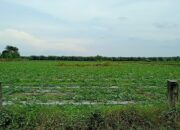 Manager PTPN IV Adolina Diduga Izinkan Tanam Semangka di Lahan HGU, Aset Negara Terancam Disalahgunakan