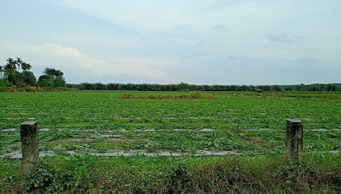 Manager PTPN IV Adolina Diduga Izinkan Tanam Semangka di Lahan HGU, Aset Negara Terancam Disalahgunakan