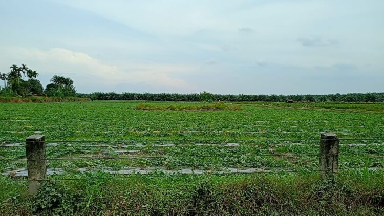 Manager PTPN IV Adolina Diduga Izinkan Tanam Semangka di Lahan HGU, Aset Negara Terancam Disalahgunakan