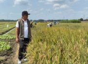 Mulai Serap Gabah Petani, BULOG Sumut Targetkan Sebanyak 62.718 Ton