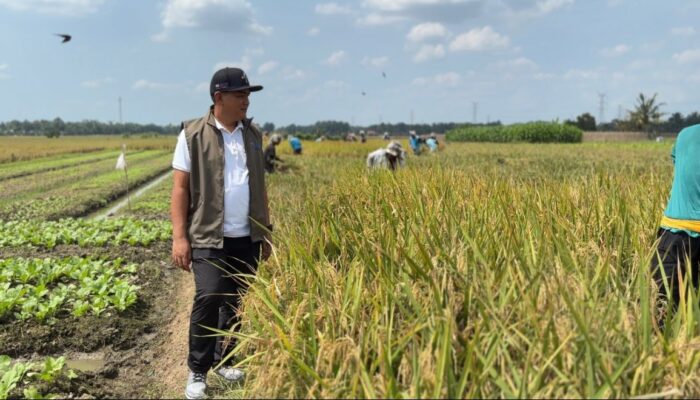 Mulai Serap Gabah Petani, BULOG Sumut Targetkan Sebanyak 62.718 Ton