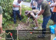 Harimau Mati Mengenaskan Tertabarak Ranmor di Jalinsum Girsang Sipangan Bolon