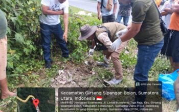 Harimau Mati Mengenaskan Tertabarak Ranmor di Jalinsum Girsang Sipangan Bolon