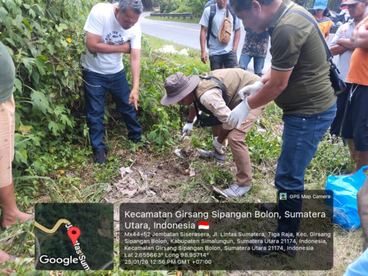 Harimau Mati Mengenaskan Tertabarak Ranmor di Jalinsum Girsang Sipangan Bolon