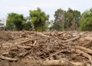 Usai Bencana, Aceh Bentuk Tim Kendalikan HGU Guna Cegah Penjarahan