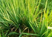 Hama Wereng Menyerang, Petani Mesjid Abdya Terancam Gagal Panen