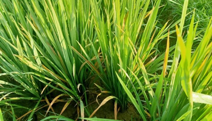 Hama Wereng Menyerang, Petani Mesjid Abdya Terancam Gagal Panen