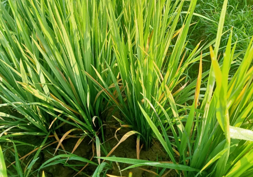 Hama Wereng Menyerang, Petani Mesjid Abdya Terancam Gagal Panen
