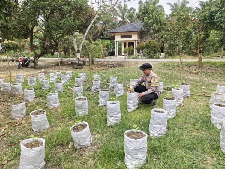 Ide Cemerlang Kapolda Aceh Tunjukkan Hasil, Lumpur Banjir Ternyata Bisa Jadi Media Tanam Produktif