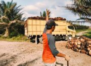 Agrinas di Sukaramai Labura Pekerjakan Masyarakat Sekitar, Hadapi Tantangan Pencurian