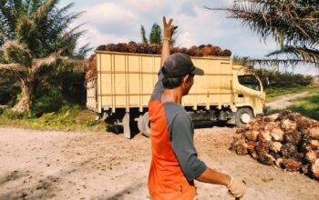 Agrinas di Sukaramai Labura Pekerjakan Masyarakat Sekitar, Hadapi Tantangan Pencurian