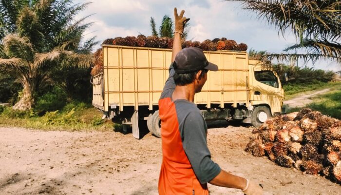 Agrinas di Sukaramai Labura Pekerjakan Masyarakat Sekitar, Hadapi Tantangan Pencurian