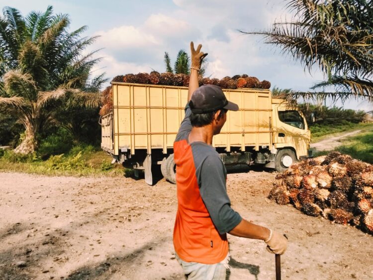 Agrinas di Sukaramai Labura Pekerjakan Masyarakat Sekitar, Hadapi Tantangan Pencurian