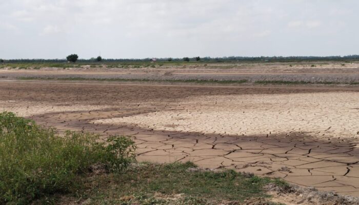 Petambak Aceh Utara Rehabilitasi Tambak Secara Mandiri, Tak Tunggu Bantuan Pemerintah
