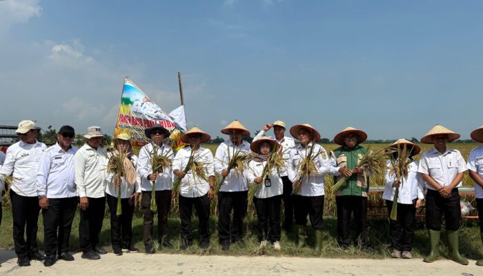 Petani Serdang Bedagai Panen Padi Hibrida