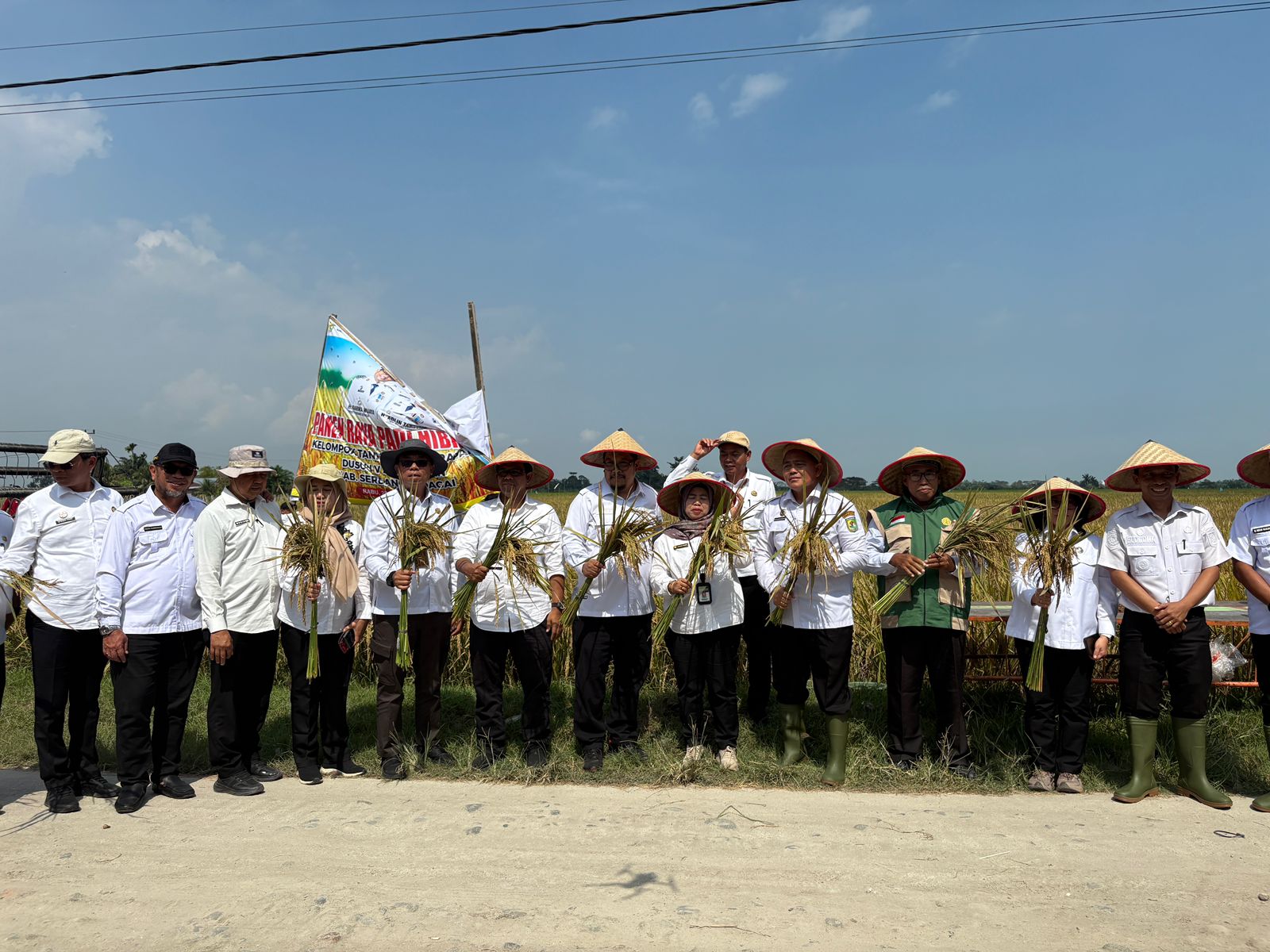 Petani Serdang Bedagai Panen Padi Hibrida