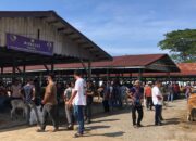 Pasca Bencana, Aktivitas Pasar Hewan Sibreh Terpantau Lengang