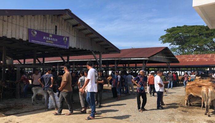 Pasca Bencana, Aktivitas Pasar Hewan Sibreh Terpantau Lengang