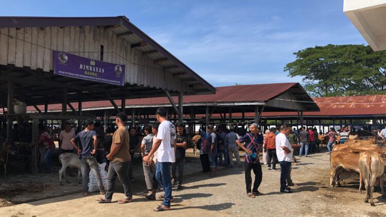 Pasca Bencana, Aktivitas Pasar Hewan Sibreh Terpantau Lengang